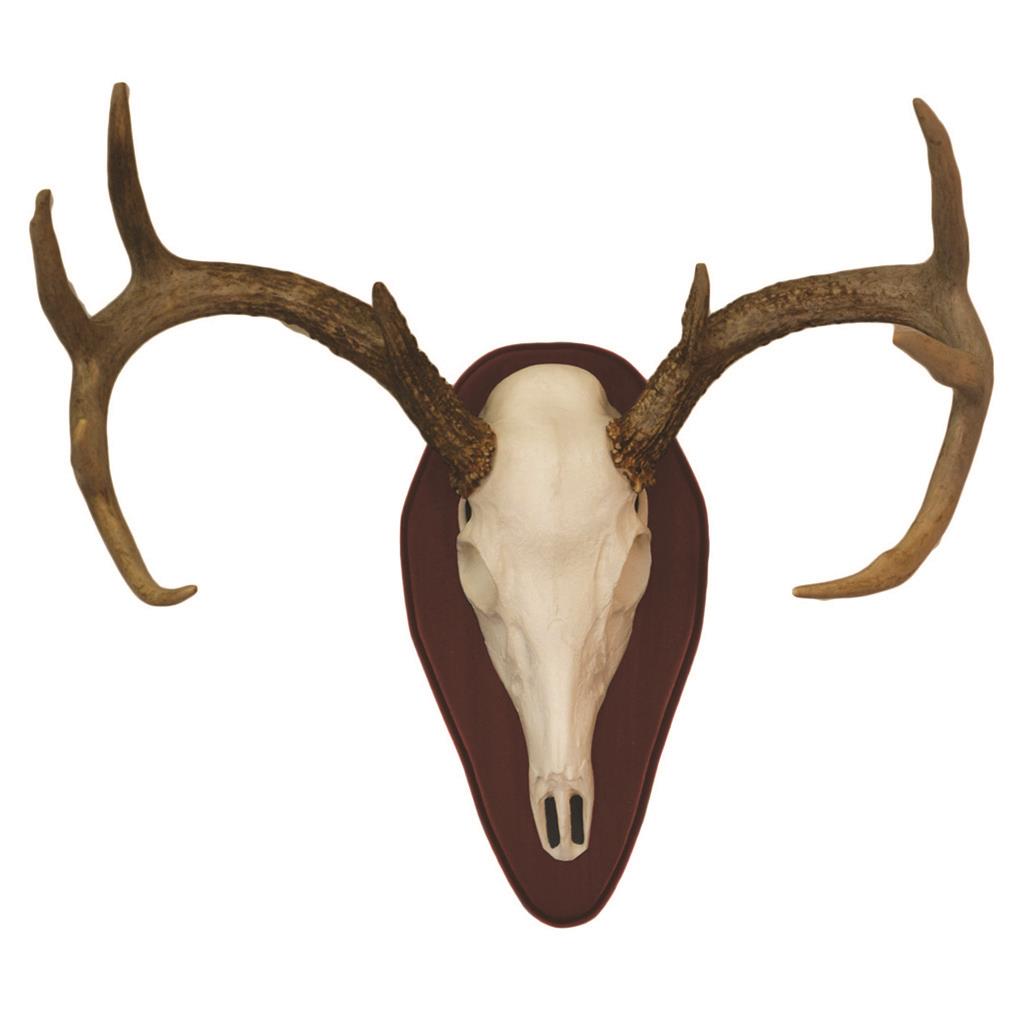 Hunter Specialties Mount Kit Half Skull Deer Cherry